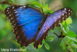 Morpho-Falter